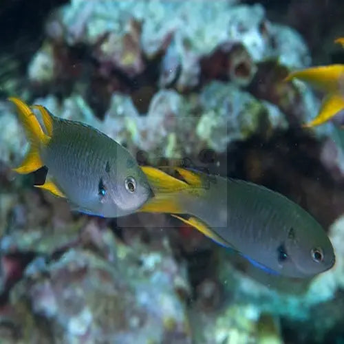 Rocket Tail Damsel (Neopomacentrus azysron) - Marine World Aquatics