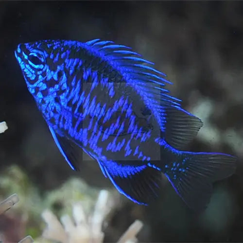 Royal Blue Damsel (Chrysiptera springeri) - Marine World Aquatics