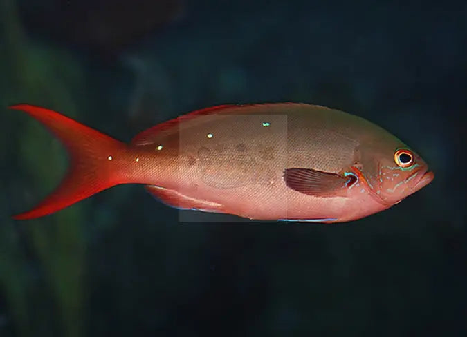 Ruby Anthias (Paranthias colonus) - Marine World Aquatics