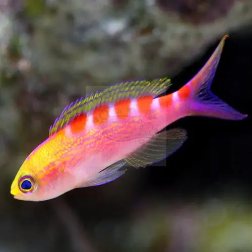 Saddleback Anthias (Pseudanthias flavoguttatus) - Marine World Aquatics