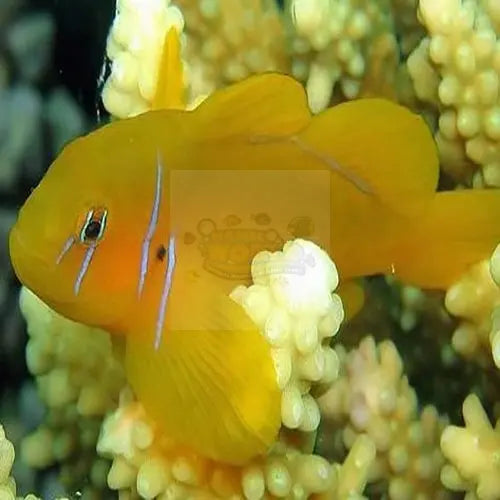 Saffron Goby - (Gobiodon citrinus) - Marine World Aquatics