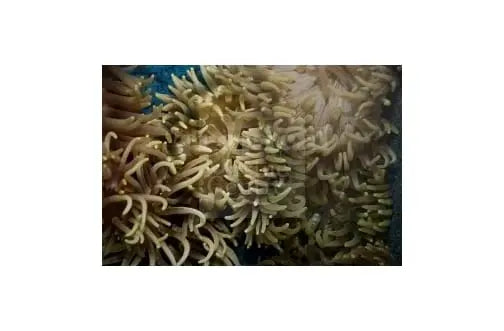 Sand Anemone - LT Common (Macrodactyla doreensis) - Marine World Aquatics