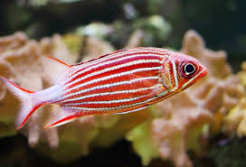 Soldier Fish - Striped (Sargocentron spp.)