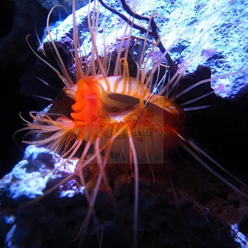 Scallop - Flashing (Ctenoides ales) - Marine World Aquatics