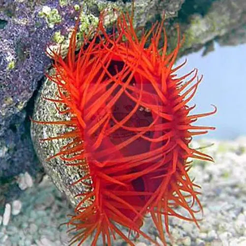 Scallop - Red (Lima orientalis) - Marine World Aquatics