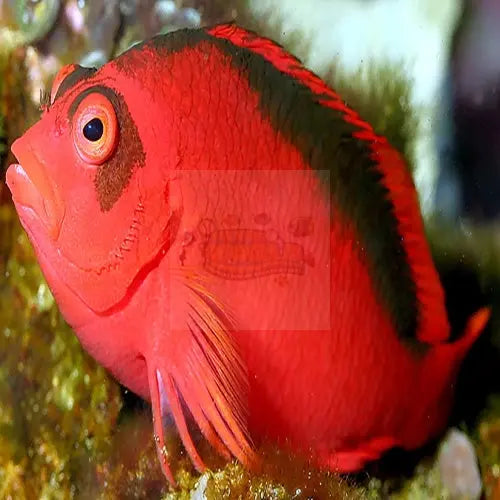 Scarlet Hawkfish (Neocirrhitus armatus) - Marine World Aquatics