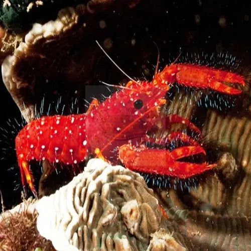 Scarlet Lobster (Enoplometopus occidentalis) - Marine World Aquatics