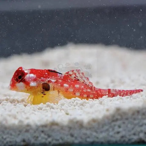 Flame / Scarlet Scooter Blenny  (Synchiropus sycorax) - Marine World Aquatics