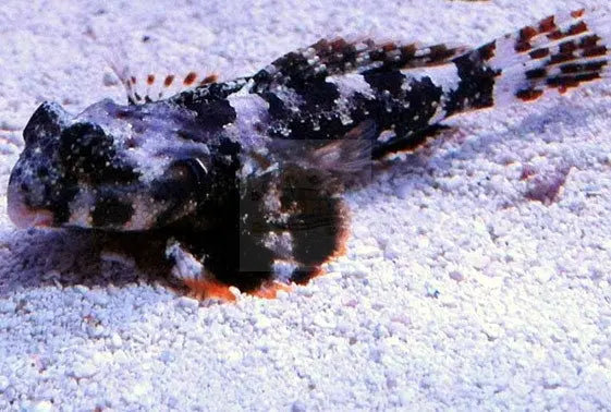 Scooter Blenny (Synchiropus ocellatus) - Marine World Aquatics