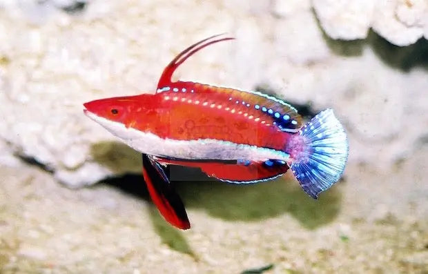 Seafighter Dwarf Parrot (Cirrhilabrus rubriventralis) - Marine World Aquatics