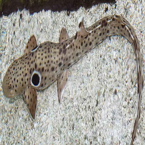 Shark - Epaulette (Hemiscyllium ocellatum) - Marine World Aquatics