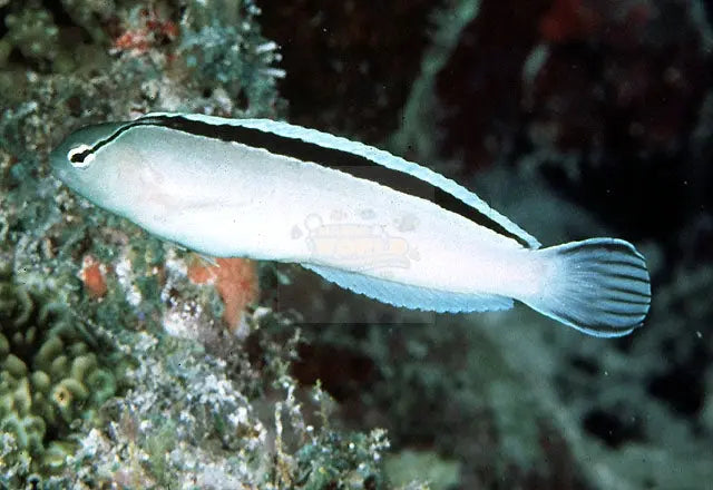 Siamese Blenny (Meiacanthus smithii) - Marine World Aquatics