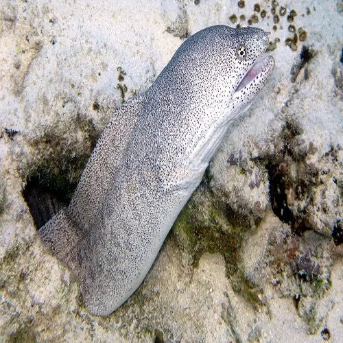 Sideria Eel (Sideria picta) - Marine World Aquatics