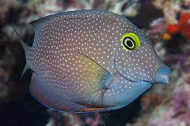 Silver Spot Tang Ctenochaetus truncatus