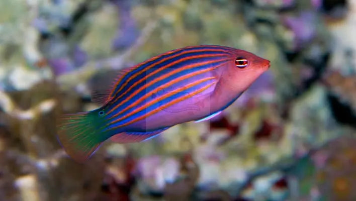 Six Line Wrasse (Pseudocheilinus hexataenia) - Marine World Aquatics