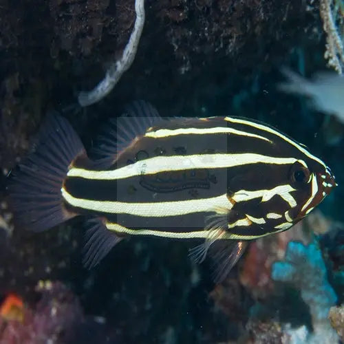 Sixline Grouper (Grammistes sexlineatus) - Marine World Aquatics