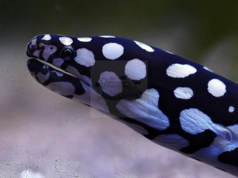 Skeletor Eel (Echidna xanthospilos) - Marine World Aquatics