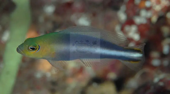 Skunk Pygmy Basslet (Pseudochromis bitaeniatus) - Marine World Aquatics