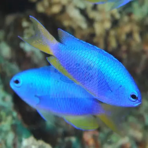 Sky Blue Damsel (Pomacentrius imitator) - Marine World Aquatics