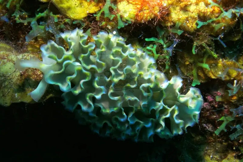 Slug - Frilly (Elysia crispata) - Marine World Aquatics