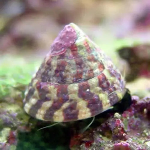 Snail - Banded Trochus (Trochus histrio) - Marine World Aquatics