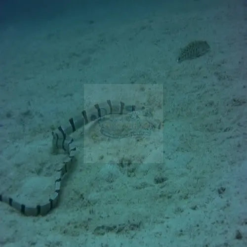 Snake Eel - Banded (Myrichthys colubrinus) - Marine World Aquatics