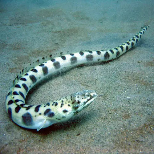 Snake Eel - Goldspot (Myrichthys ocellatus) - Marine World Aquatics