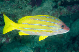 Snapper - Blue Stripe (Lutjanus kasmira)