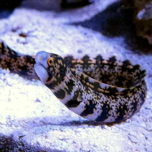 Snowflake Eel (Echidna nebulosa) - Marine World Aquatics