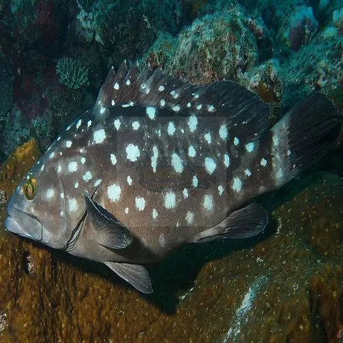 Snowflake Grouper (Epinephelus caeruleopunctatus) - Marine World Aquatics