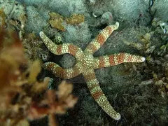 Spikey Starfish - Banded (Nardoa tuberculata) - Marine World Aquatics