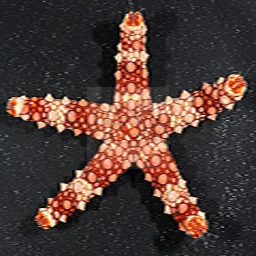 Spikey Starfish - Coloured (Gomophia spp.) - Marine World Aquatics