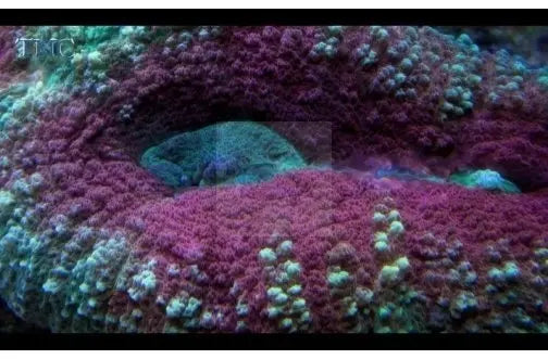 Spiny Brain Coral Cultured (Lobophyllia spp) - Marine World Aquatics