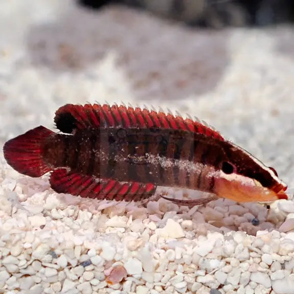 Spiny Finned Basslet (Belonepterygion fasciolatum) - Marine World Aquatics