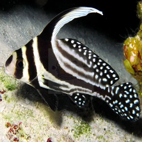 Spotted Drum Sweetlips (Equetus punctatus) - Marine World Aquatics