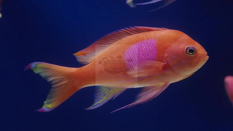 Square Anthias (Pseudanthias pleurotaenia) - Marine World Aquatics