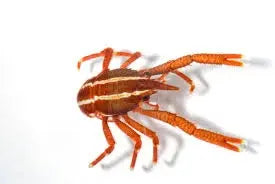 Squat Lobster - Striped (Allogalathea elegans) - Marine World Aquatics