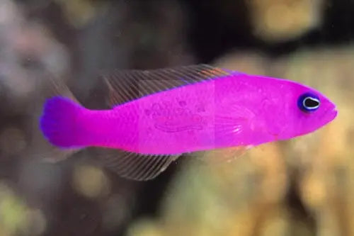 Strawberry Pygmy Basslet (Pictichromis porphyrea) - Marine World Aquatics