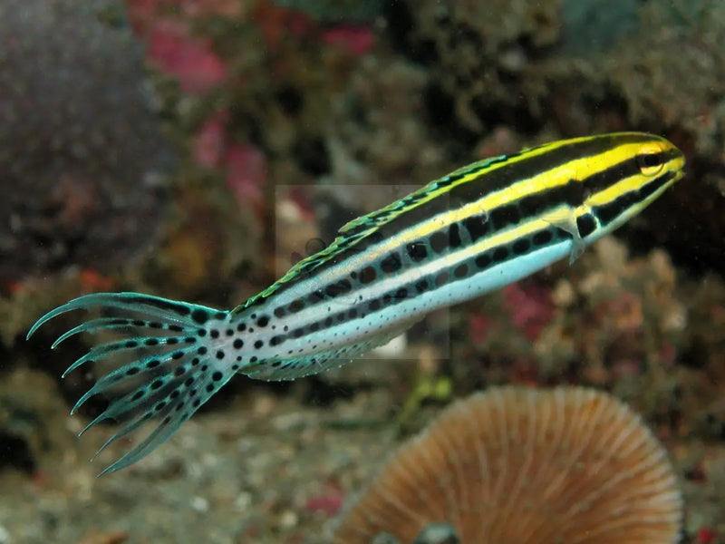 Striped Blenny (Meiacanthus grammistes) - Marine World Aquatics