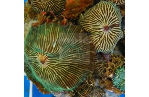 Striped Mushroom Rock Cultured (Discosoma striata) - Marine World Aquatics