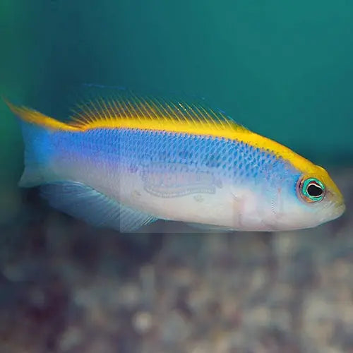 Sunrise Pygmy Basslet (Pseudochromis flavivertex) - Marine World Aquatics