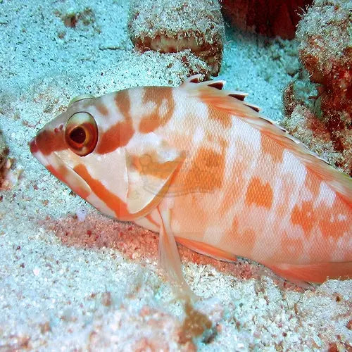 Sunset Grouper (Epinephelus fasciatus) - Marine World Aquatics