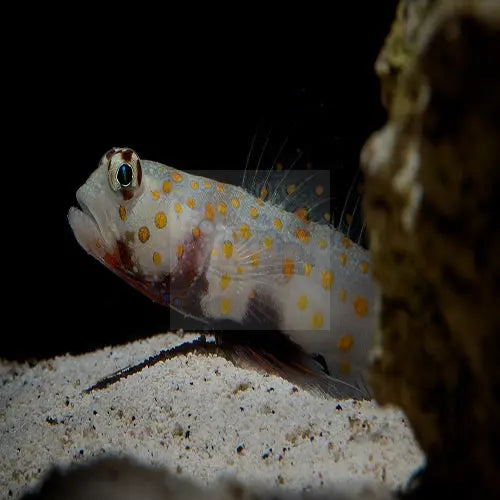 Sunspot Goby (Amblyeleotris guttata) - Marine World Aquatics