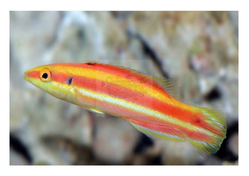 Swiss Guard - African (Liopropoma africanum) - Marine World Aquatics