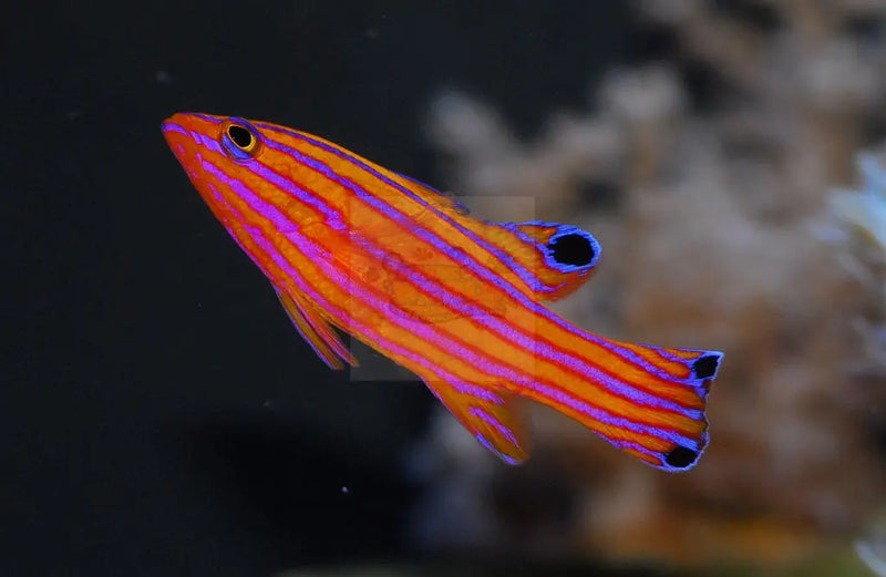 Swiss Guard - Candy (Liopropoma carmabi) - Marine World Aquatics