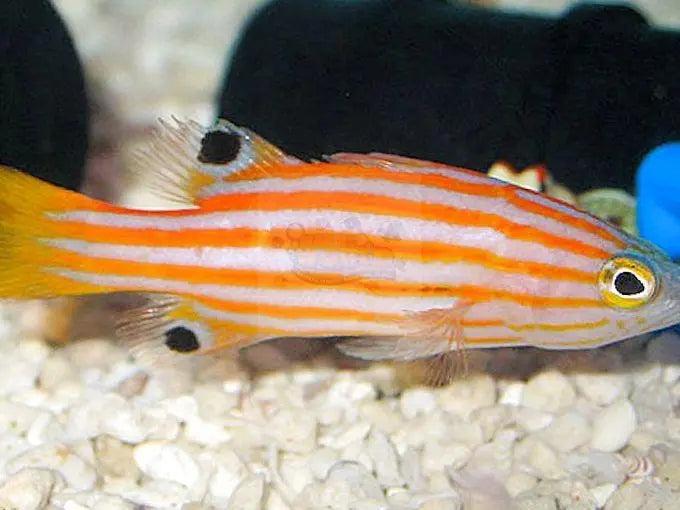 Swiss Guard - Tangerine (Liopropoma swalesi) - Marine World Aquatics