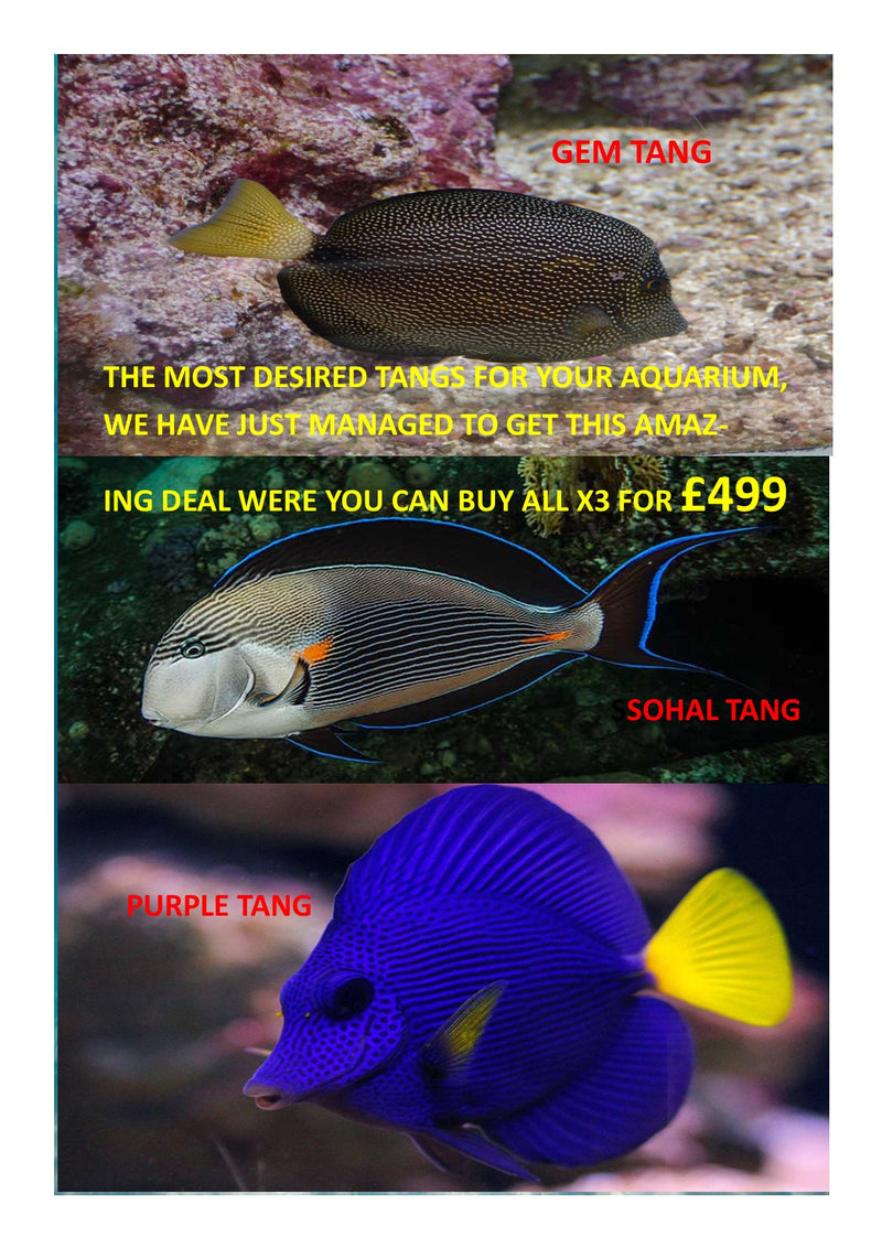 TANGS TANGS TANGS CHEAPEST IN UK