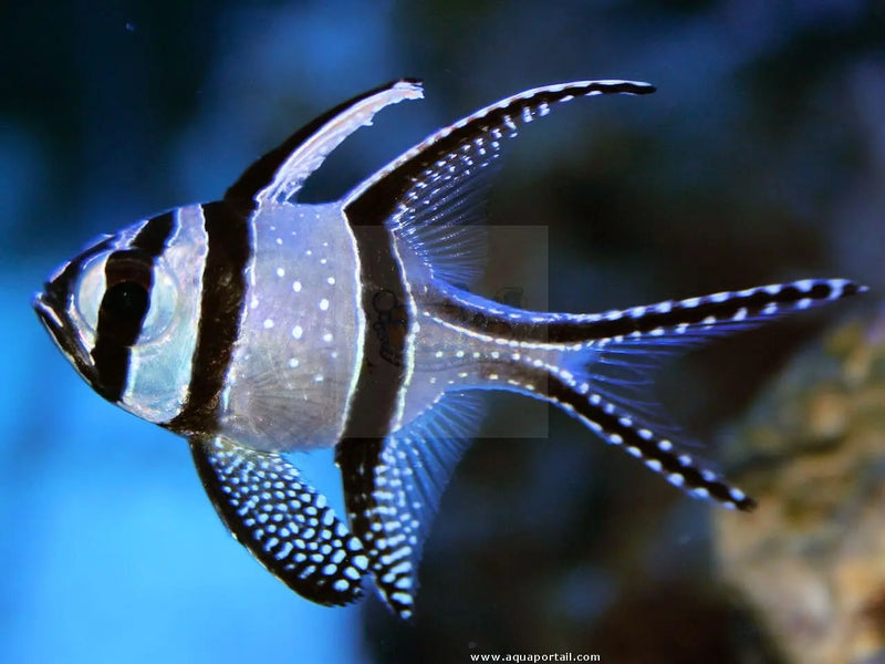 Tank Bred Banggai Cardinal  (Pterapogon kauderni) - Marine World Aquatics