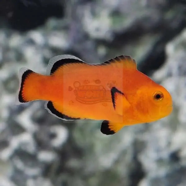 Tank Bred Clown - Naked  (Amphiprion ocellaris) - Marine World Aquatics