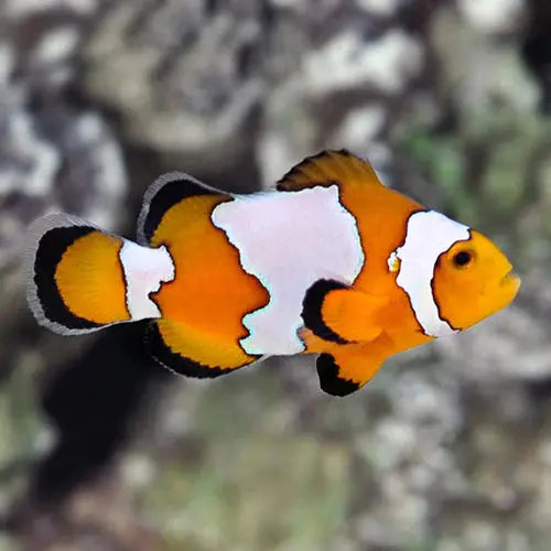 Tank Bred Clownfish Snowflake (Amphiprion ocellaris) - Marine World Aquatics